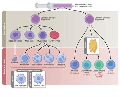 Frontiers | An Unconventional View Of T Cell Reconstitution After ...